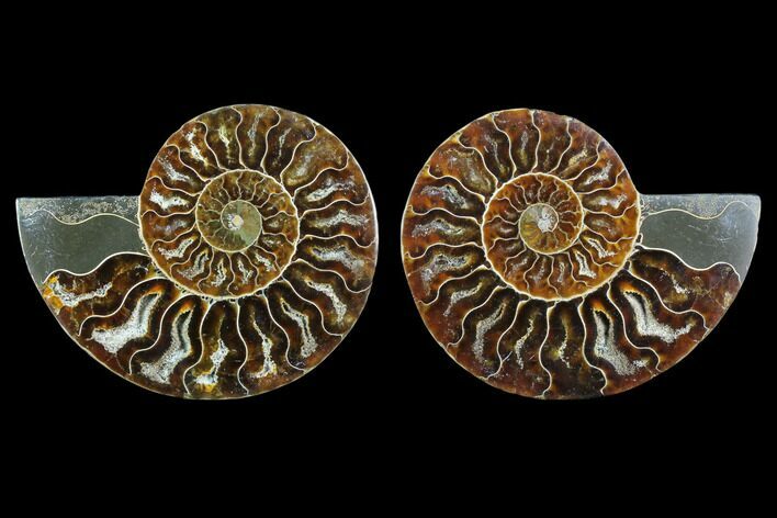 Sliced Ammonite Fossil - Agatized #123196